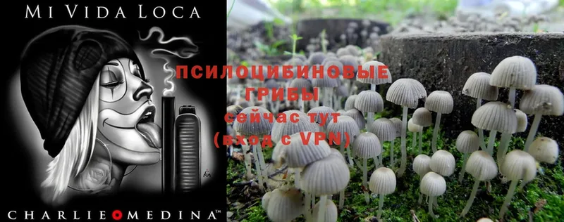 Псилоцибиновые грибы Magic Shrooms  Белая Калитва 